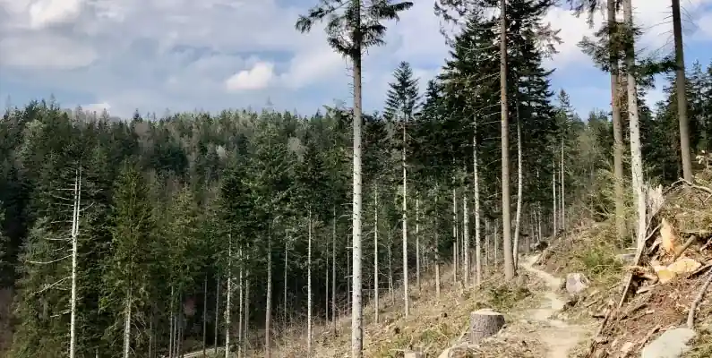 Złota Ósemka - pętla Złoty Stok i pętla Orłowiec - Singletrack Glacensis