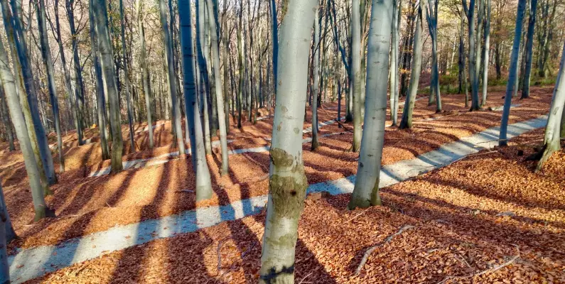 Pętla Złoty Stok Singletrack Glacensis